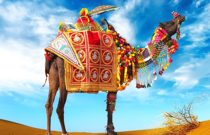 A richly decorated camel adorned with vibrant traditional attire in the Indian desert under a blue sky.